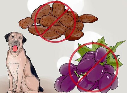 изюм собаке